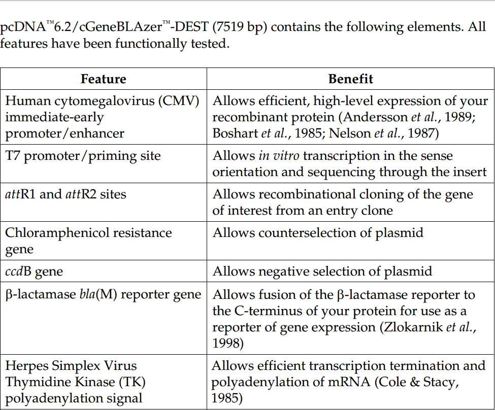 pcDNA6.2-cGeneBLAzer-DEST 载体特征1